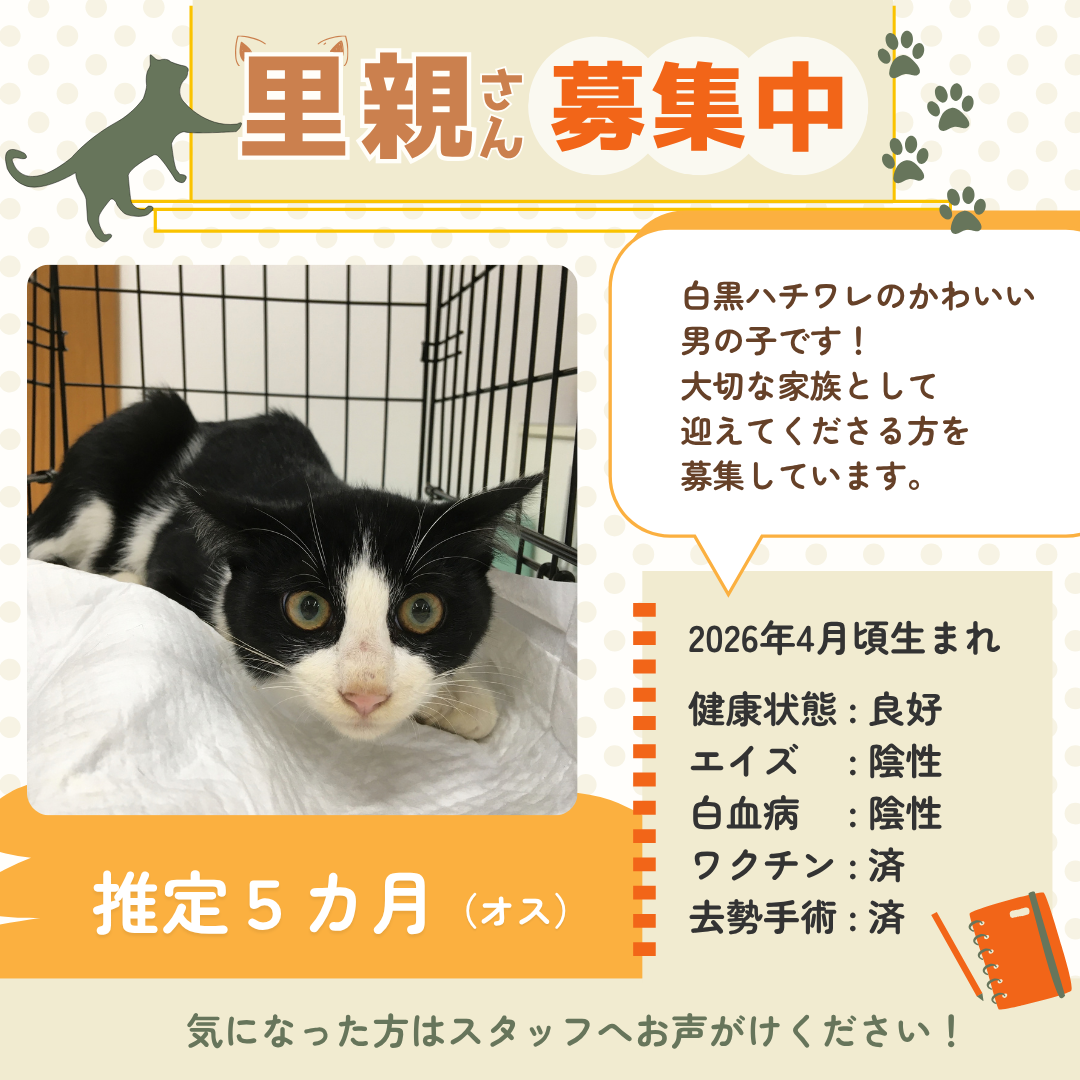 kawasumi animal hospital