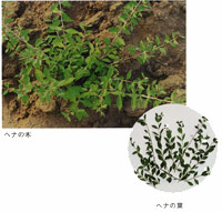 ヘナの木の写真